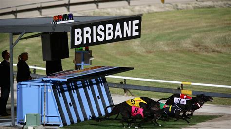 albion park greyhound results|Albion Greyhound Racecourse .